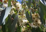 220px-Eucalyptus_flowers2